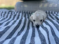 Rosalinda, a female Miniature Golden Retriever for sale in Apple Valley, CA – 2 of 4