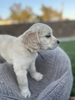Bowser, a male Miniature Golden Retriever for sale in Apple Valley, CA – 3 of 9