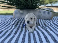 Toad, a male Miniature Golden Retriever for sale in Apple Valley, CA – 4 of 4