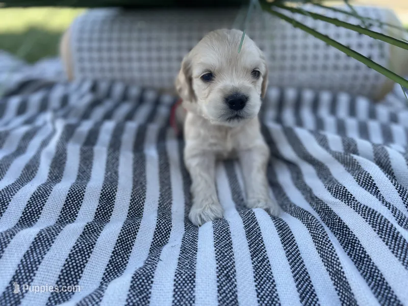 Mario , a male Miniature Golden Retriever for sale in Apple Valley, CA – 1 of 2