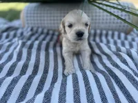 Mario , a male Miniature Golden Retriever for sale in Apple Valley, CA – 1 of 2