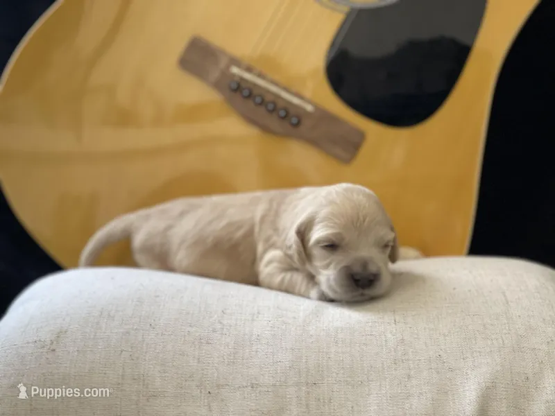 Mario litter  – Miniature Golden Retriever puppy for sale in Apple Valley, CA