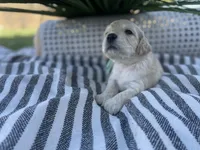 Rosalinda, a female Miniature Golden Retriever for sale in Apple Valley, CA – 3 of 4