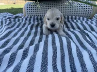 Yoshi , a male Miniature Golden Retriever for sale in Apple Valley, CA – 4 of 4
