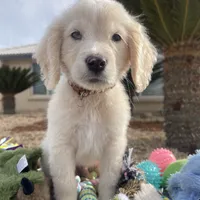 Aladdin, a male Miniature Golden Retriever for sale in Apple Valley, CA – Photo 10 of 10