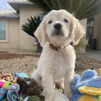 Aladdin, a male Miniature Golden Retriever for sale in Apple Valley, CA – Photo 8 of 10