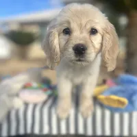 Aladdin, a male Miniature Golden Retriever for sale in Apple Valley, CA – Photo 6 of 10