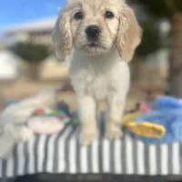 Aladdin, a male Miniature Golden Retriever for sale in Apple Valley, CA – Photo 5 of 10