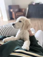 Aladdin, a male Miniature Golden Retriever for sale in Apple Valley, CA – Photo 2 of 10