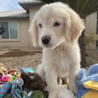 Aladdin, a male Miniature Golden Retriever for sale in Apple Valley, CA – Photo 7 of 10