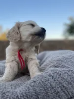 Mario , a male Miniature Golden Retriever for sale in Apple Valley, CA – 4 of 9