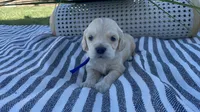 Toad, a male Miniature Golden Retriever for sale in Apple Valley, CA – 3 of 4