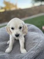 Rosalinda, a female Miniature Golden Retriever for sale in Apple Valley, CA – 3 of 8