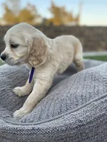 Toad, a male Miniature Golden Retriever for sale in Apple Valley, CA – 3 of 8