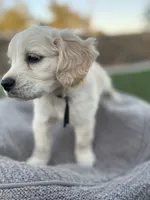Bowser, a male Miniature Golden Retriever for sale in Apple Valley, CA – 2 of 9
