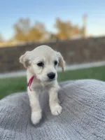 Peach, a female Miniature Golden Retriever for sale in Apple Valley, CA – 2 of 9