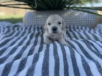 Yoshi , a male Miniature Golden Retriever for sale in Apple Valley, CA – 3 of 4