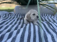 Yoshi , a male Miniature Golden Retriever for sale in Apple Valley, CA – 2 of 4