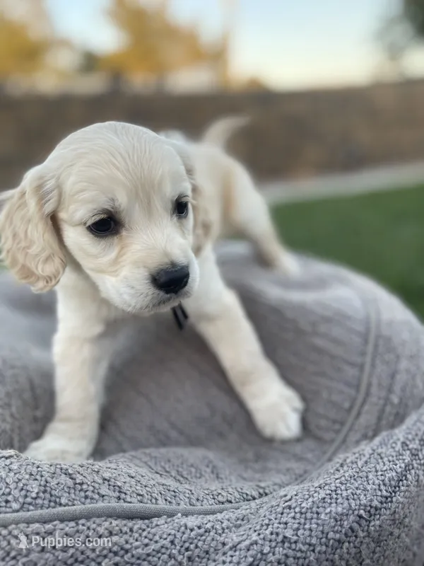 Bowser – Miniature Golden Retriever puppy for sale in Apple Valley, CA