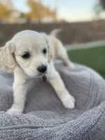 Bowser, a male Miniature Golden Retriever for sale in Apple Valley, CA – 1 of 9