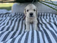 Mario , a male Miniature Golden Retriever for sale in Apple Valley, CA – 2 of 2