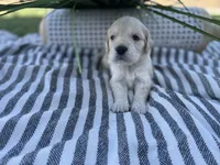 Bowser, a male Miniature Golden Retriever for sale in Apple Valley, CA – 3 of 4