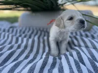 Dasiy, a female Miniature Golden Retriever for sale in Apple Valley, CA – 2 of 4