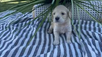 Peach, a female Miniature Golden Retriever for sale in Apple Valley, CA – 4 of 4