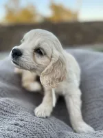 Yoshi , a male Miniature Golden Retriever for sale in Apple Valley, CA – 4 of 9