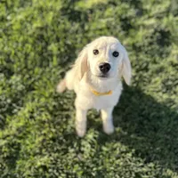 Bashful, a male Miniature Golden Retriever for sale in Apple Valley, CA – Photo 2 of 9