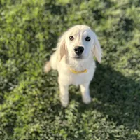 Bashful, a male Miniature Golden Retriever for sale in Apple Valley, CA – Photo 3 of 9