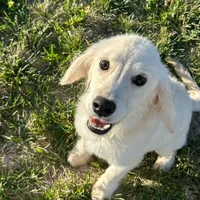 Bashful, a male Miniature Golden Retriever for sale in Apple Valley, CA – Photo 5 of 9