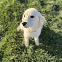 Bashful, a male Miniature Golden Retriever for sale in Apple Valley, CA – Photo 7 of 9