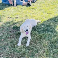 Bashful, a male Miniature Golden Retriever for sale in Apple Valley, CA – Photo 8 of 9