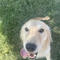 Bashful, a male Miniature Golden Retriever for sale in Apple Valley, CA – Photo 9 of 9
