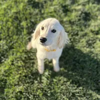 Bashful, a male Miniature Golden Retriever for sale in Apple Valley, CA – Photo 6 of 9