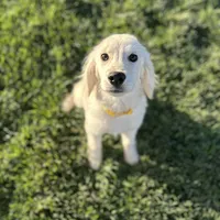 Bashful, a male Miniature Golden Retriever for sale in Apple Valley, CA – Photo 4 of 9