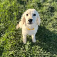 Bashful, a male Miniature Golden Retriever for sale in Apple Valley, CA – Photo 1 of 9