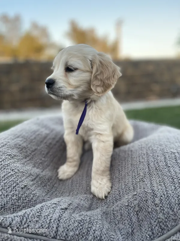Toad – Miniature Golden Retriever puppy for sale in Apple Valley, CA