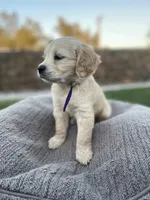 Toad, a male Miniature Golden Retriever for sale in Apple Valley, CA – 1 of 8