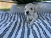 Rosalinda, a female Miniature Golden Retriever for sale in Apple Valley, CA – 4 of 4
