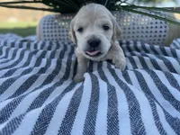 Luigi, a male Miniature Golden Retriever for sale in Apple Valley, CA – 4 of 4