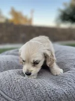 Mario , a male Miniature Golden Retriever for sale in Apple Valley, CA – 3 of 9