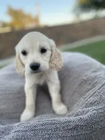 Rosalinda, a female Miniature Golden Retriever for sale in Apple Valley, CA – 2 of 8