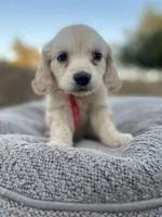 Mario , a male Miniature Golden Retriever for sale in Apple Valley, CA – 2 of 9