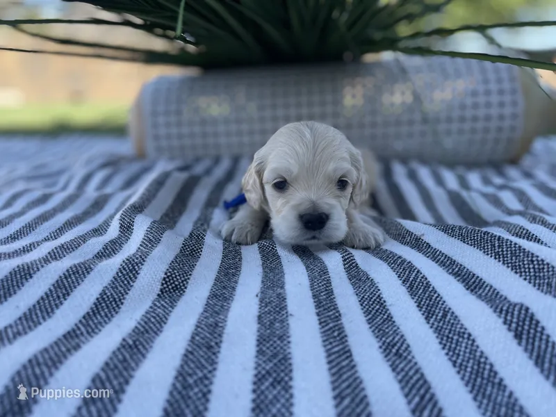 Toad – Miniature Golden Retriever puppy for sale in Apple Valley, CA