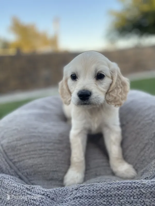 Rosalinda – Miniature Golden Retriever puppy for sale in Apple Valley, CA