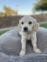 Rosalinda, a female Miniature Golden Retriever for sale in Apple Valley, CA – 1 of 8