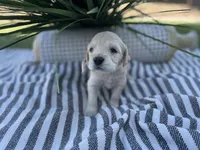 Peach, a female Miniature Golden Retriever for sale in Apple Valley, CA – 3 of 4