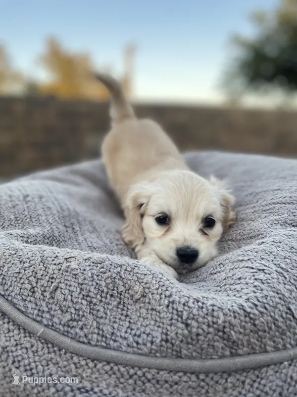 Mario  – Miniature Golden Retriever puppy for sale in Apple Valley, CA